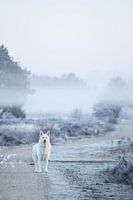 Dog on heathland in the fog