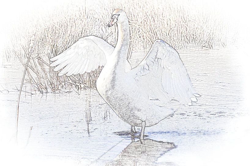 Schwan von Ans Houben