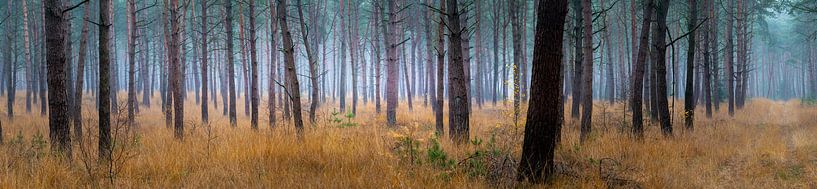 Very wide forest panorama of the Sterrebos by Willem Jongkind