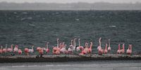 flamingo's 5 