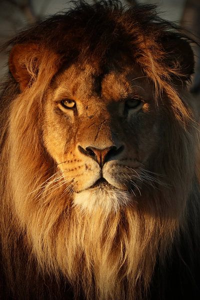 Lion in the evening sun von RT Photography
