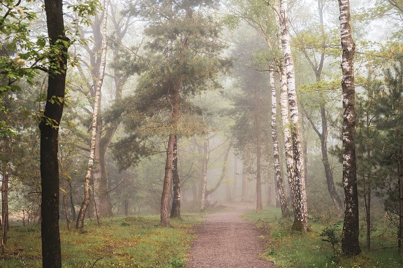 helles Licht im Wald von Tania Perneel