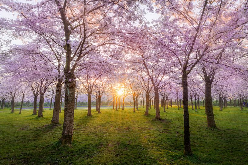 Parc Blossom par Thijs Friederich