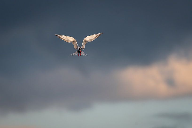 Unglaublich leise von Eric van Schaijk