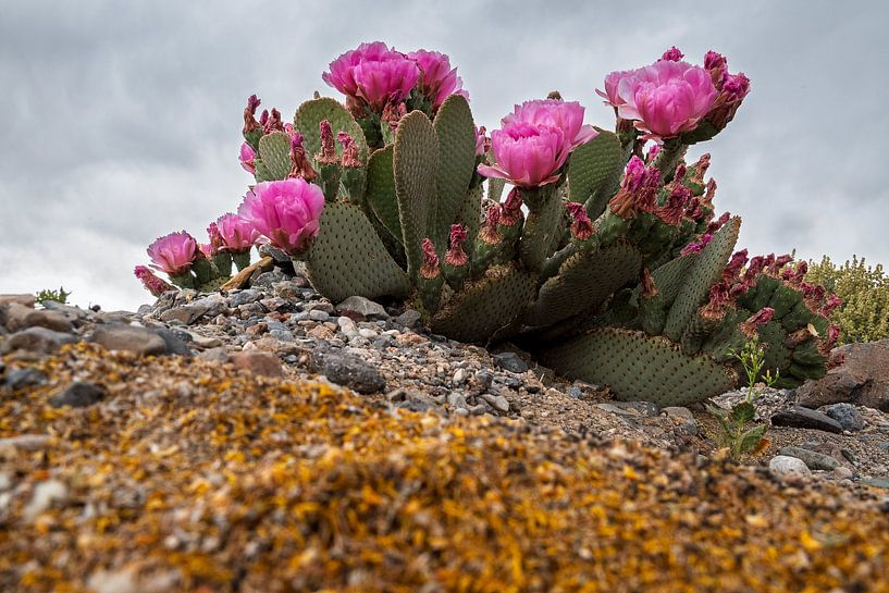 Kaktusblüte – Death Valley von José IJedema