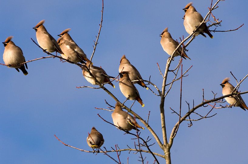 Bully par Paul van Gaalen, natuurfotograaf