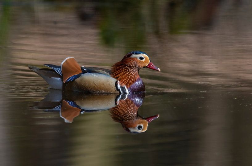 Canard mandarin dans un étang au milieu de la forêt de Veluwe par Merijn Loch