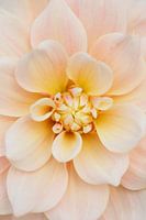 Dahlia Break Out - Soft Colors