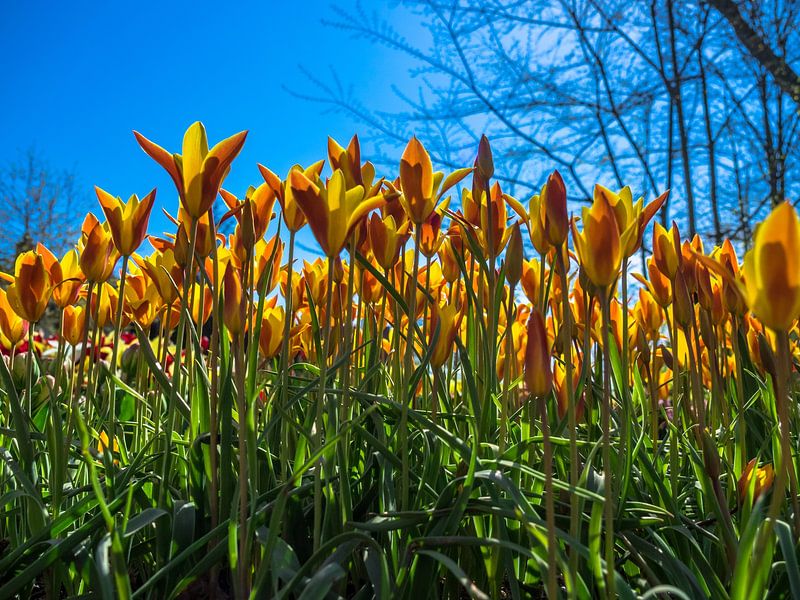 un grand angle de tulipes jaunes/rouges par Martijn Tilroe