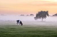 Vache, brume, arbre