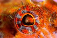 UNDER WATER ART - EYES