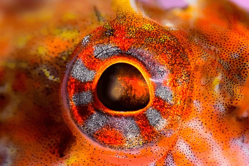 ART SUBAQUATIQUE - YEUX par LISA DC