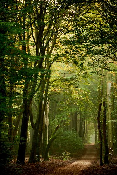 Route de sable ensoleillée dans le Speulderbos par Jenco van Zalk