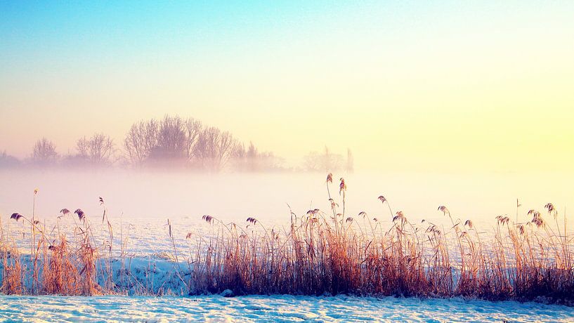 zonnige winter  by Marianne Bras