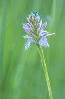 Blue damselfly on orchid