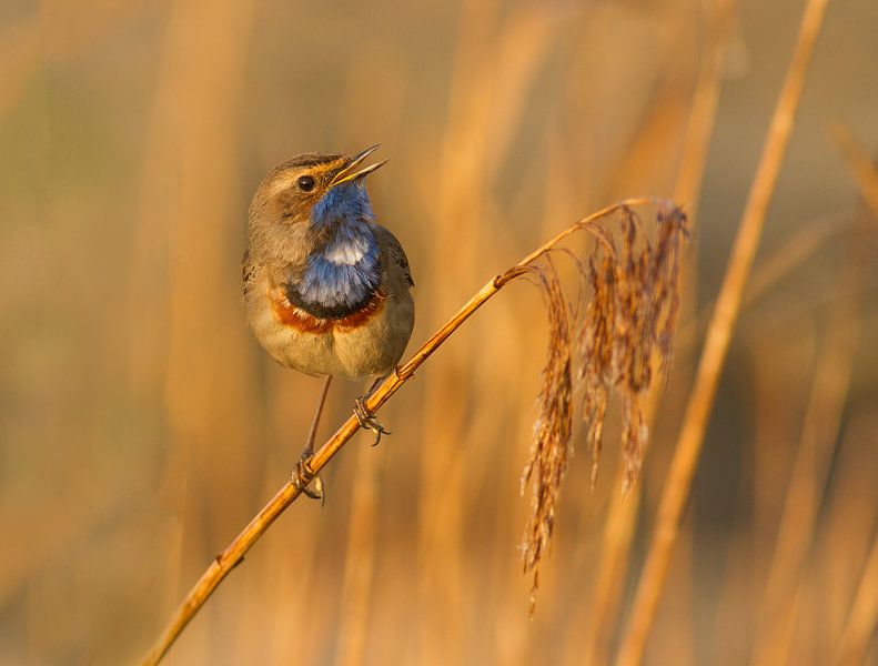 Gorgebleue chantante par Marcel Klootwijk