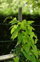 Kletterpflanze gegen das Fechten der Sonne im Blatt