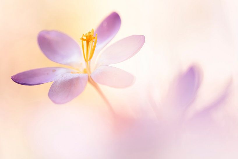 Beautiful Crocus van Bob Daalder
