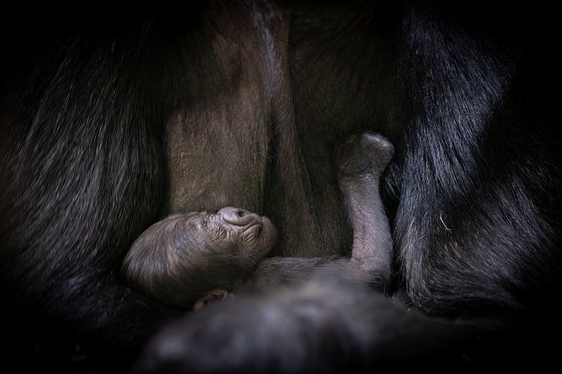 Newborn gorilla baby by Triki Photography