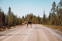 Crossing reindeer with impressive antlers in Sweden | Travel Photo