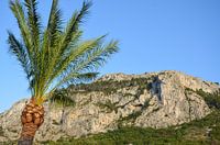 Die felsige, aber grüne Berglandschaft an der Mittelmeerküste Spaniens mit einer Palme im Vordergrun