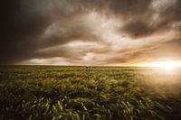 Sonnenuntergang im Feld