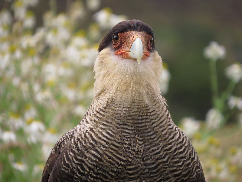 Karakara 2 von Heike und Hagen Engelmann