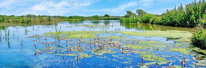 Wassereinzugsgebiet von Castricum in Nordholland von eric van der eijk