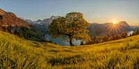 Sycamore maple above the Wäggital - sunset - panorama