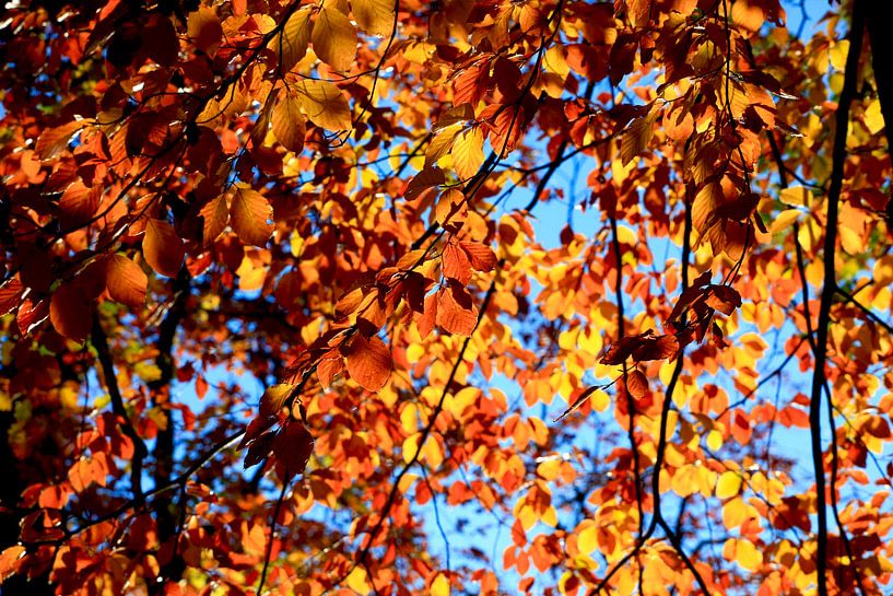 Hêtre par Thomas Jäger