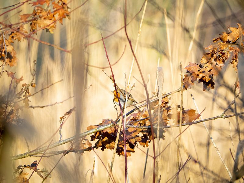 Rooibosje hidden by Maurice Looyestein