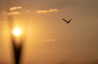 Flying towards the sun