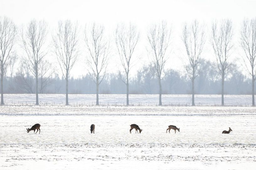 5 Le cerf dans un paysage d'hiver néerlandais par Thomas Thiemann