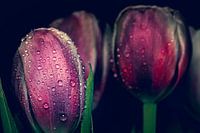 Les tulipes sous la pluie