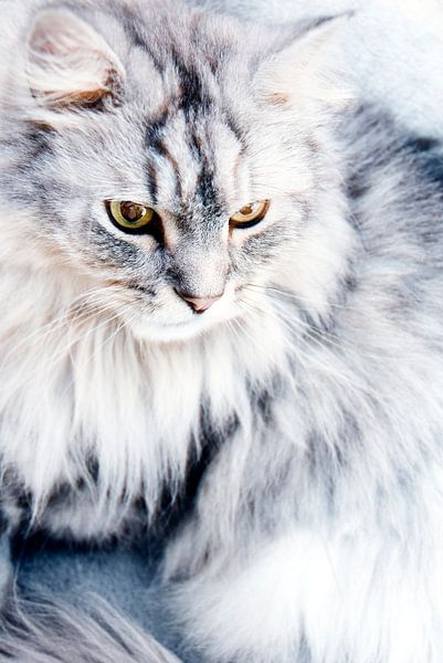 Schneewittchen von Mariska Hofman