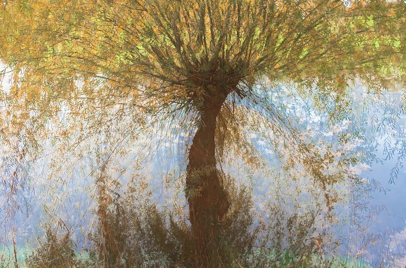 Weidenbaum von Ronald van Dijk