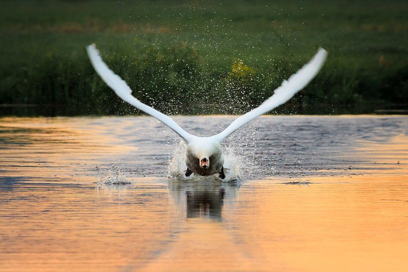 Swan sunset take-off by Dennis van de Water