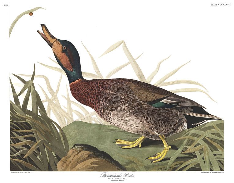 Sarcelle élégante par Birds of America