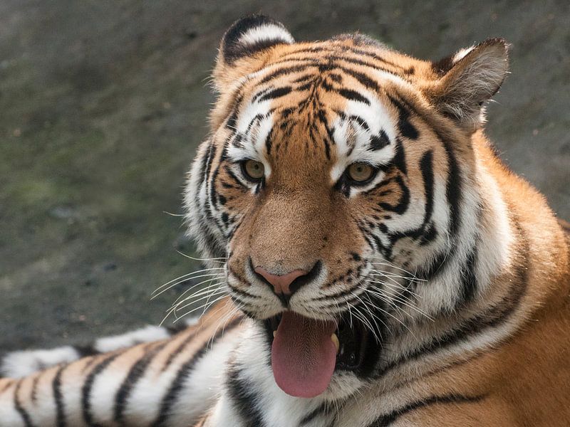 Sibirischer Tiger : Tierpark Amersfoort von Loek Lobel
