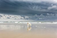 Berghond op Terschelling