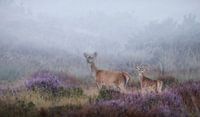 A misty morning with a mother and young red deer