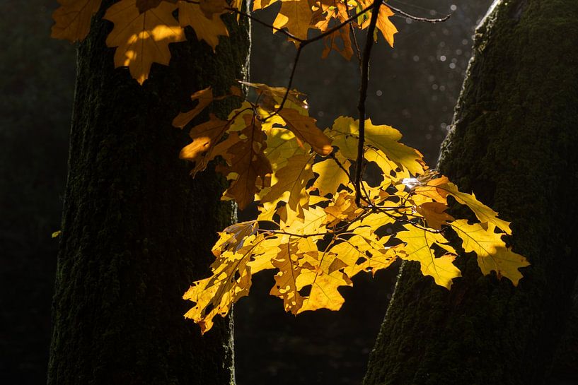 Eikenbladeren badend in zonlicht van Henk Elshout