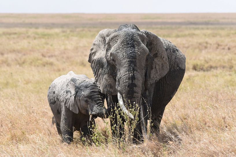 Wildlife in Africa: mother elephant with young on the Serengeti Plain by Rini Kools