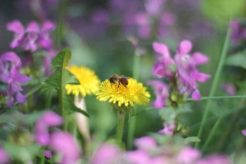 Biene auf Löwenzahn von Roberto Zea Groenland-Vogels