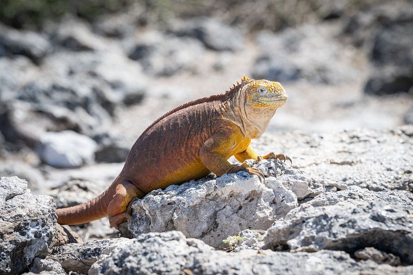 Gelber Drache von Jack Soffers