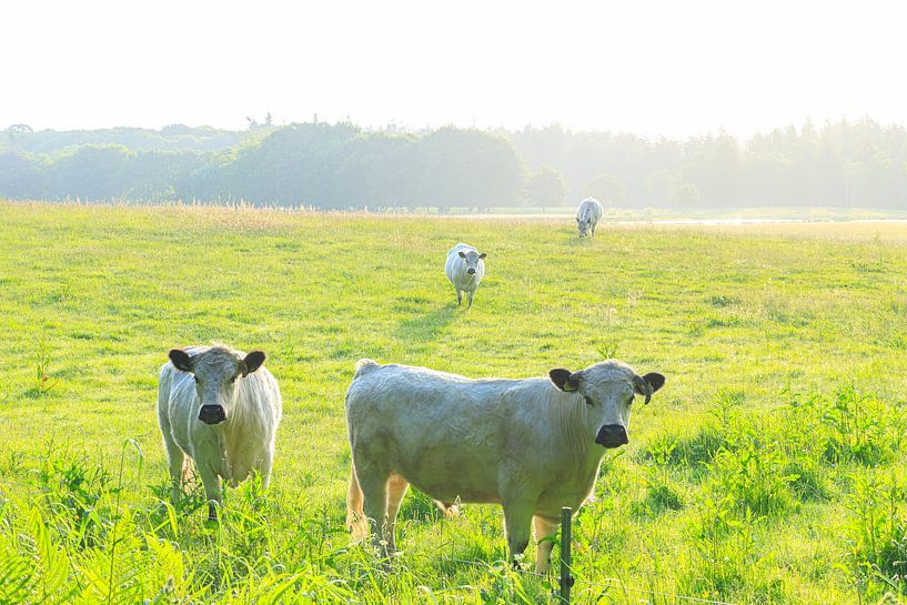 Rold Skov (Dänemark) von Marcel Kerdijk