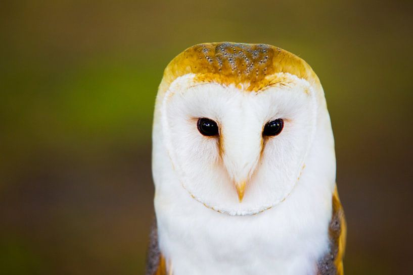Prachtig portret Kerkuil  by Dexter Reijsmeijer