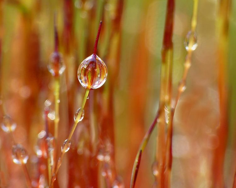 Tropen im Rot von Caroline Lichthart