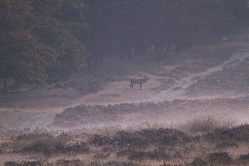 Roaring deer in morning mist by rene marcel originals