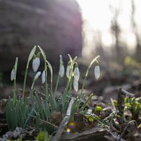 Schneeglöckchen